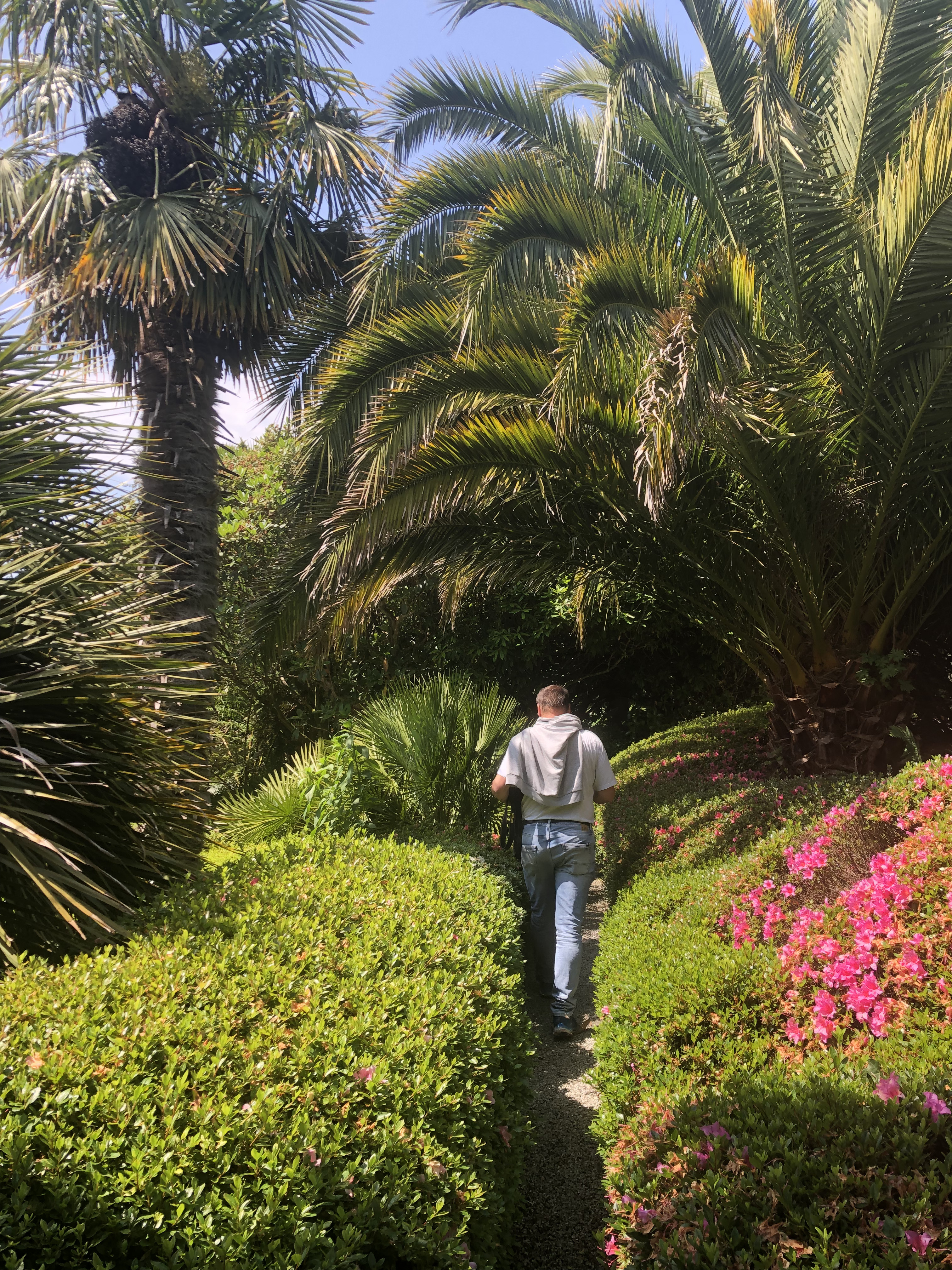 Azalea and palm trees in Lanmorran Gardens