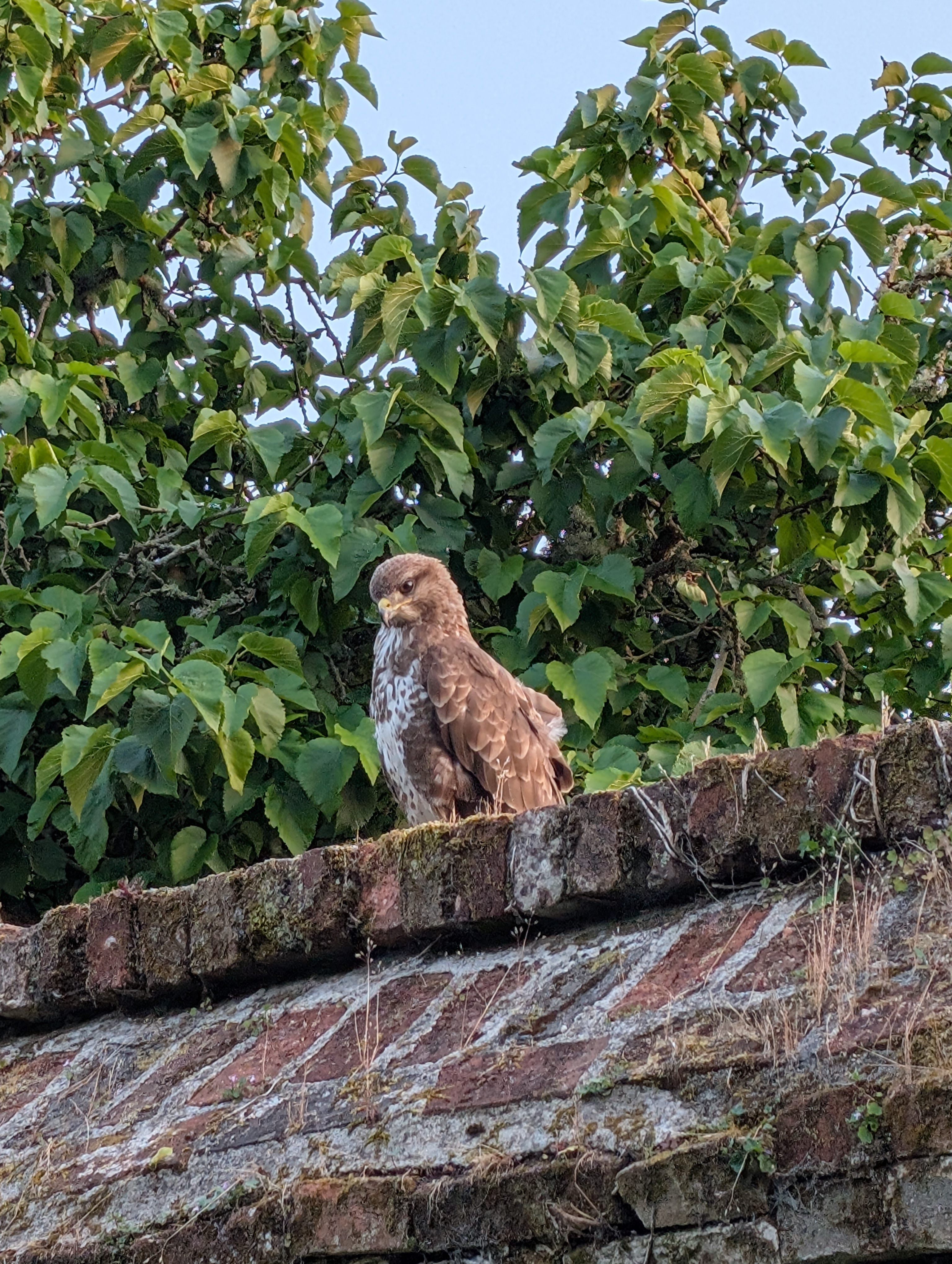 A buzzard sitting on a wall keeping a look out