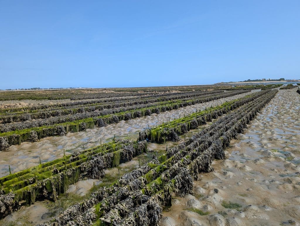 Oyster beds at Saint Vaast La Hougue